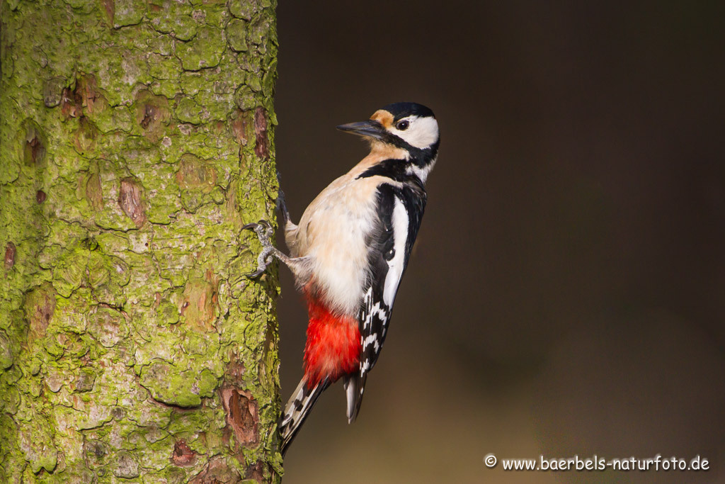 Buntspecht im Wald auf Nahrungssuche