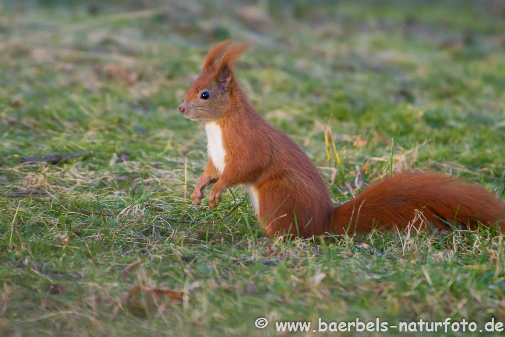 Eichhörnchen