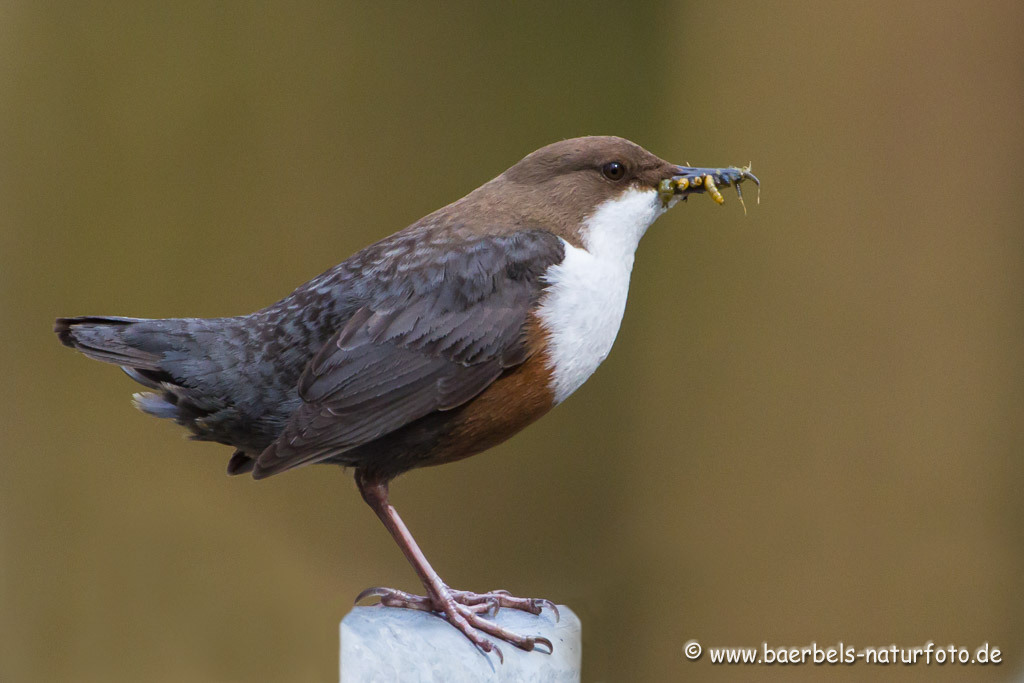 Wasseramsel füttert noch