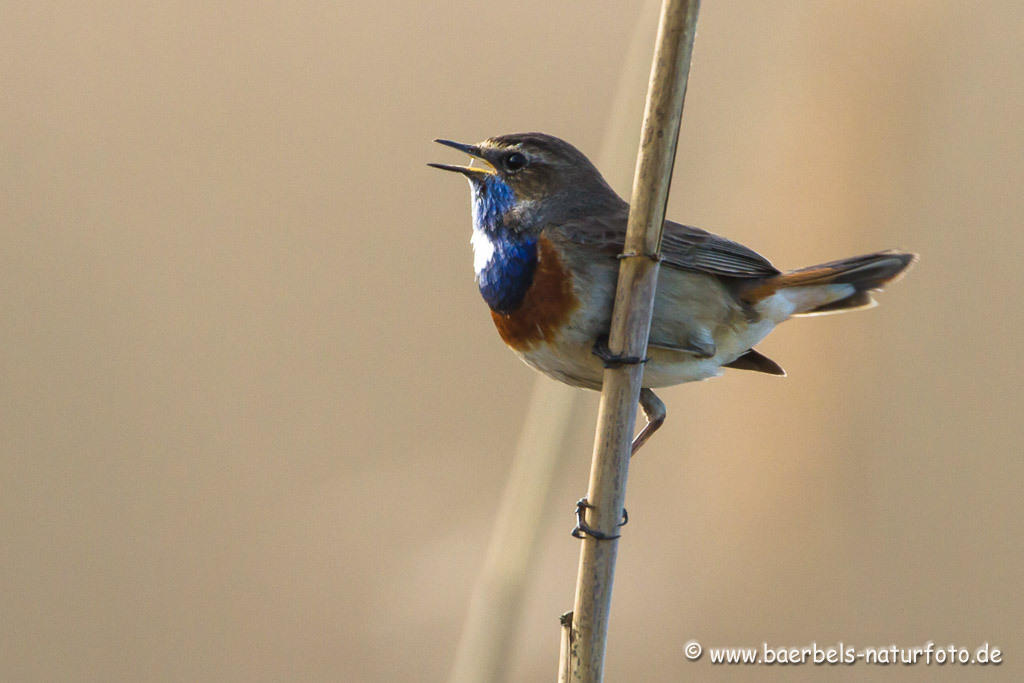 Blaukehlchen singt