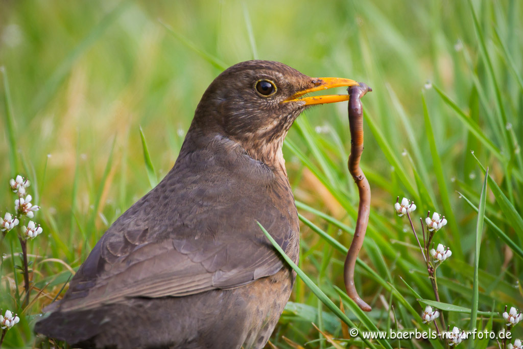 Amsel beim Frühstück