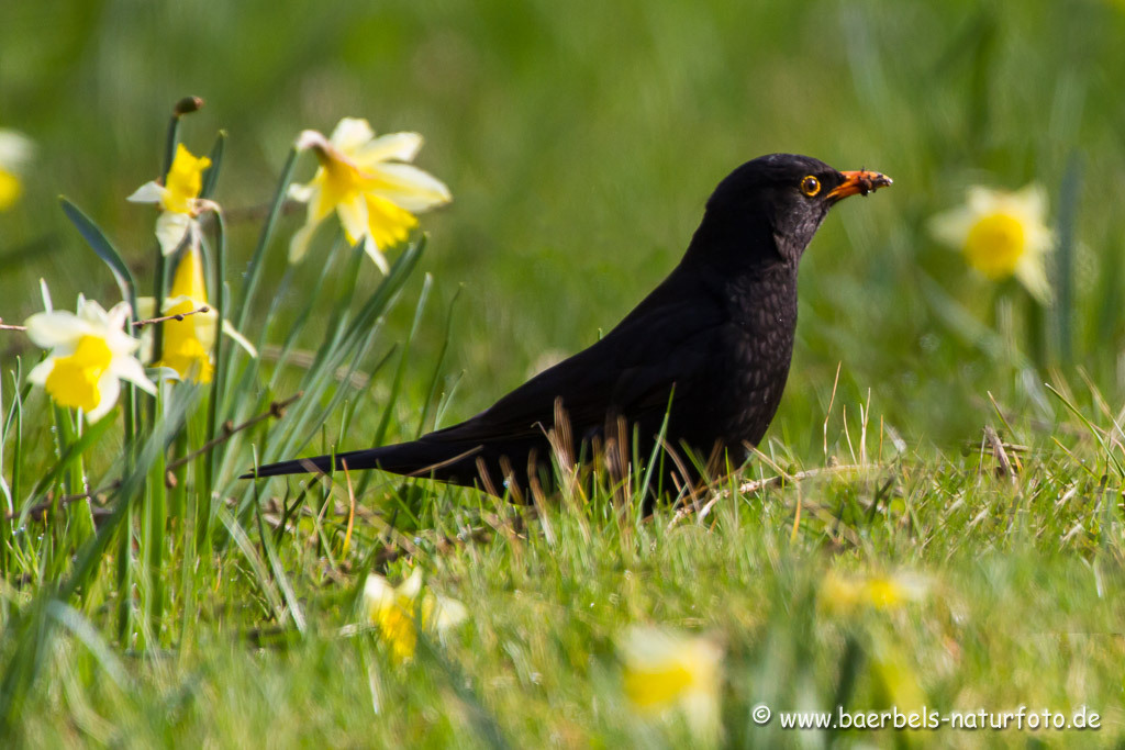 Männl. Amsel