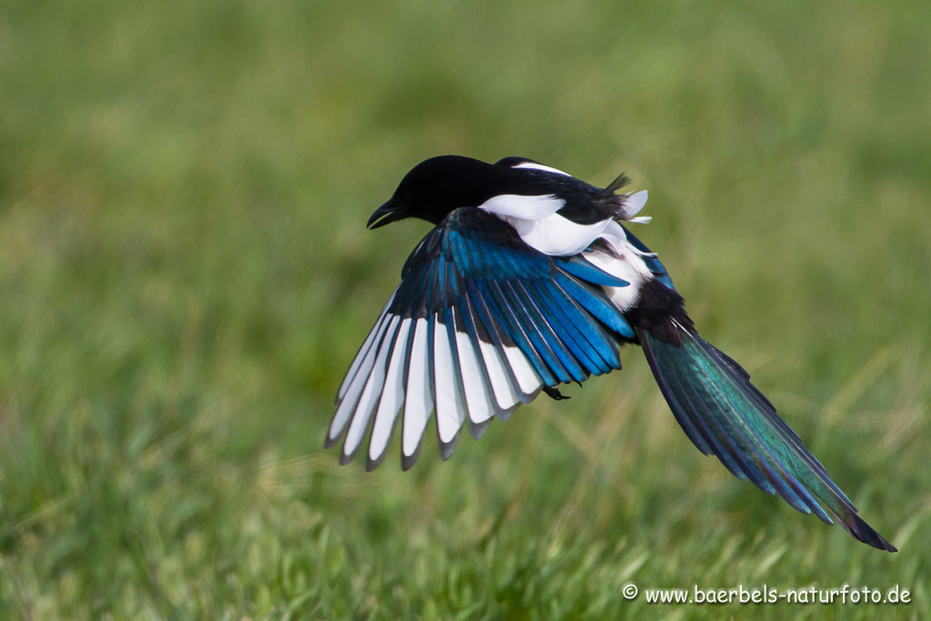 Auch die Elster ist ein prächtiger Vogel