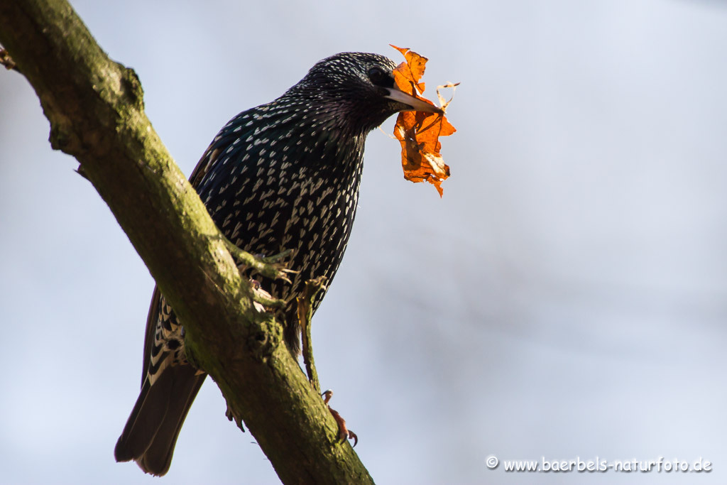 Star polstert sein Nest mit Blättern aus