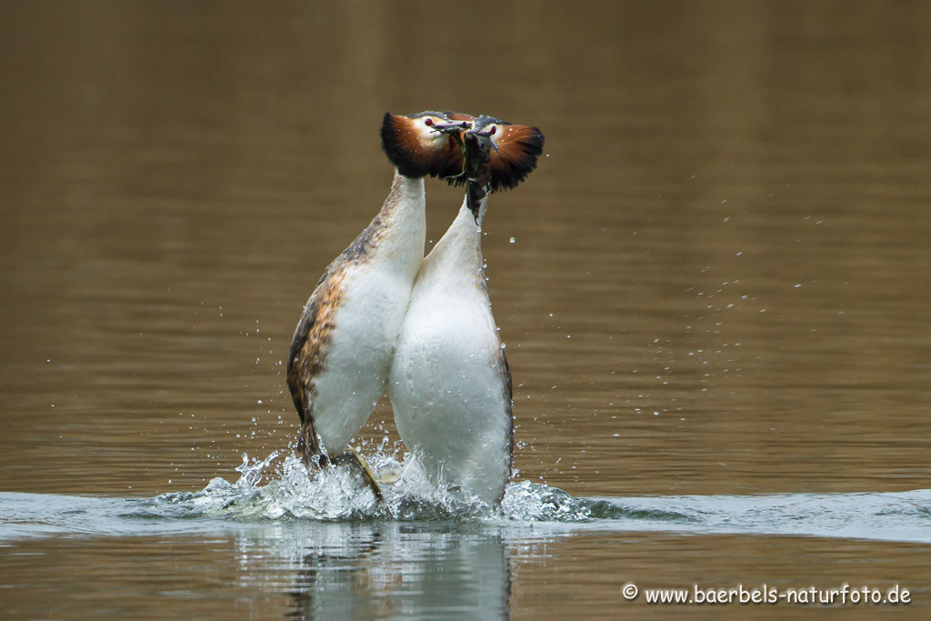 der Pinguintanz beginnt