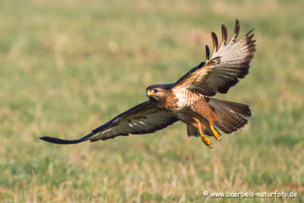 Landender Mäusebussard