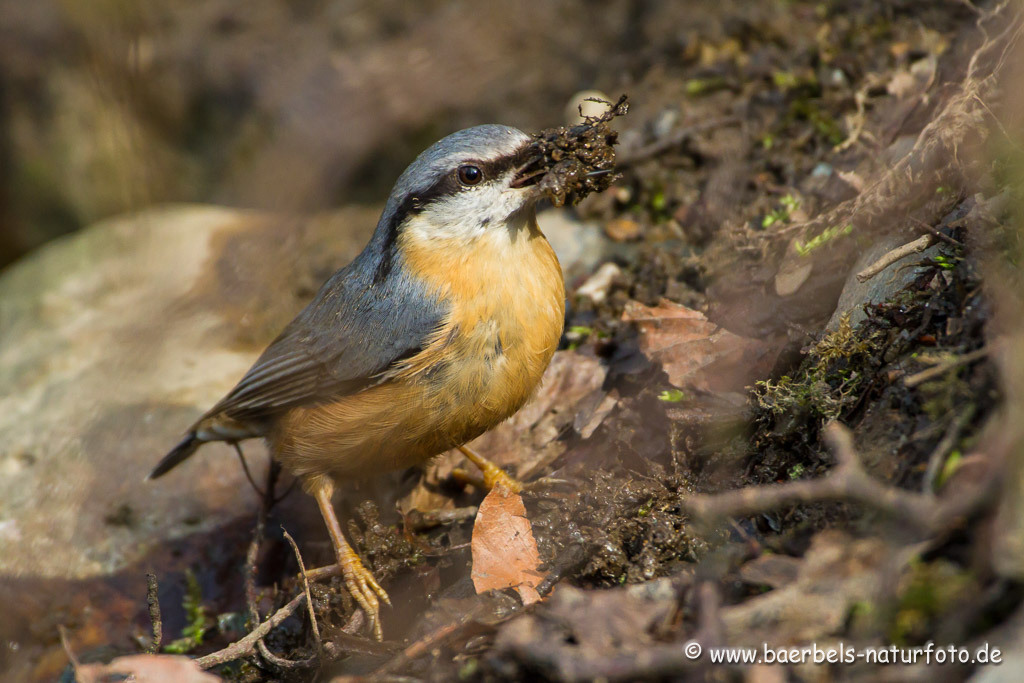 Kleiber sammelt Schlamm am Bach