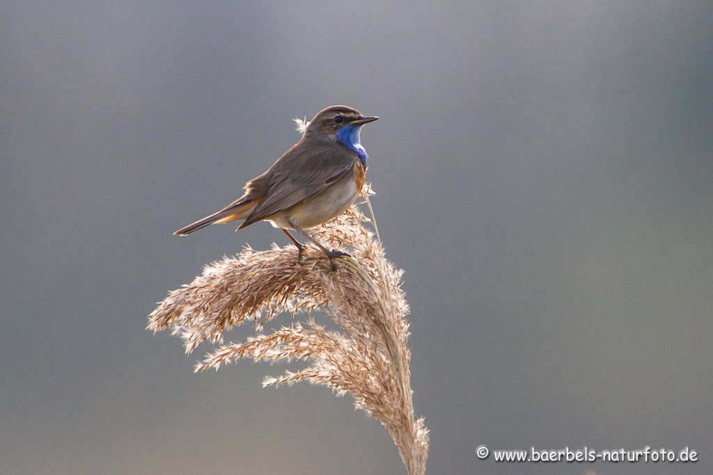 Blaukehlchen am Morgen