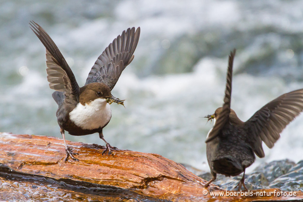 Beide Wasseramsel sind mit Füttern der Jungen beschäftigt