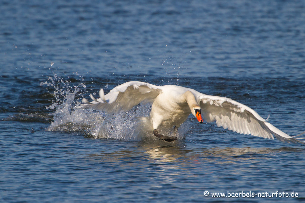 Höckerschwan im Anflug