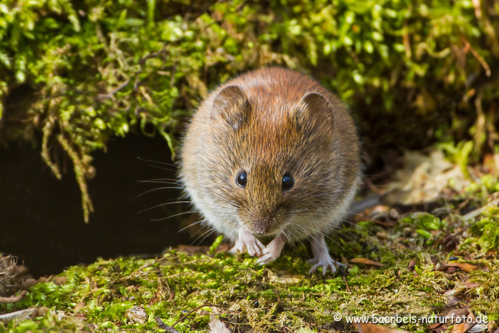 Röthelmaus ganz kleine Maus die sich im Wald aufhält