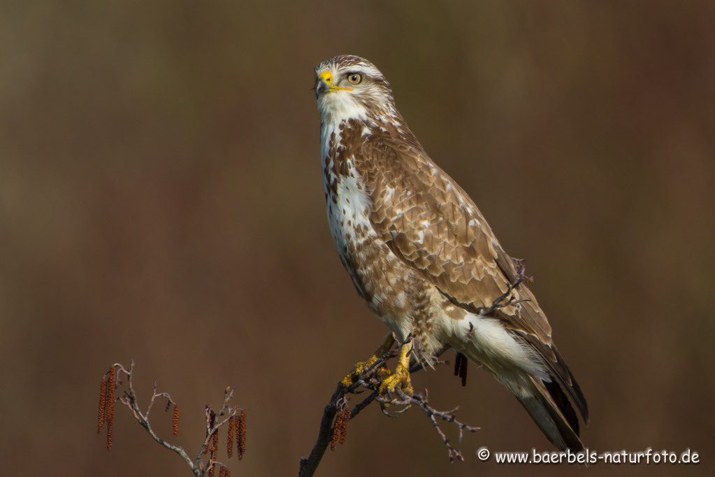 Mäusebussard