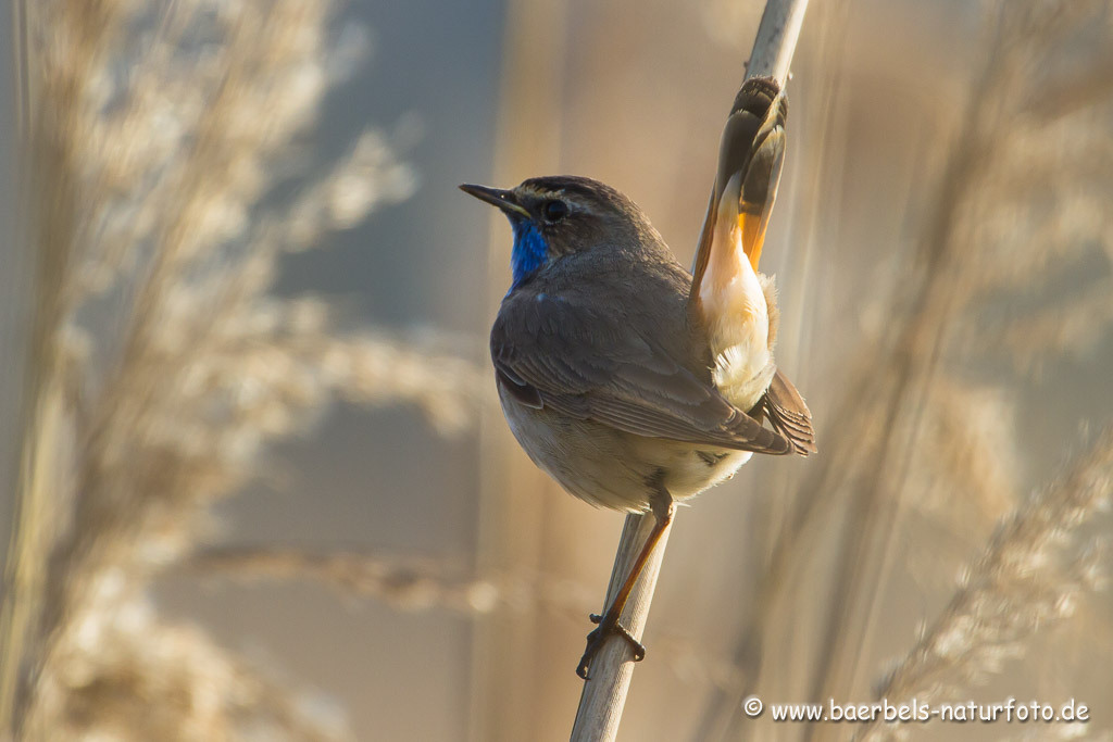 Blaukehlchen