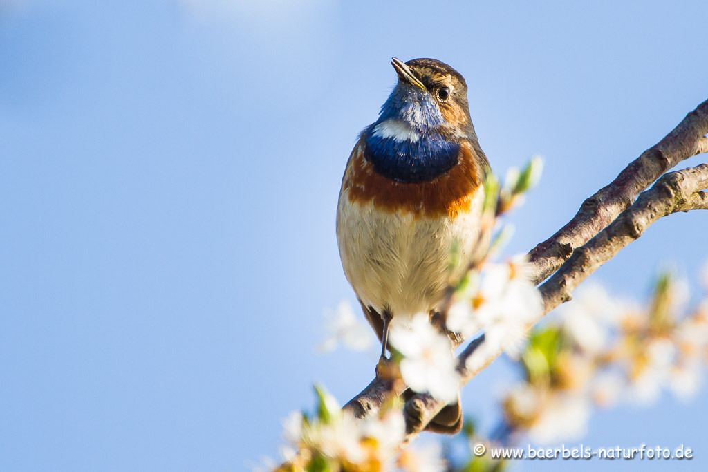 Blaukehlchen