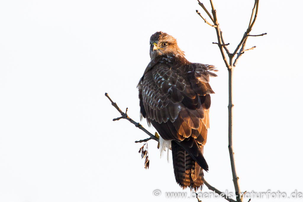 Mäusebussard