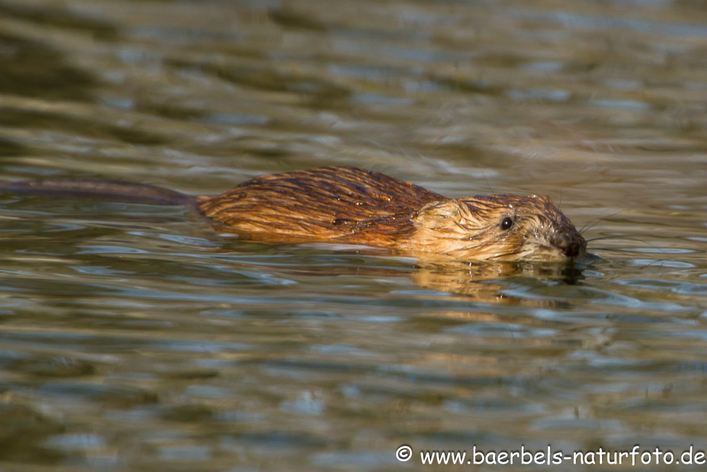 und schwimmt davon