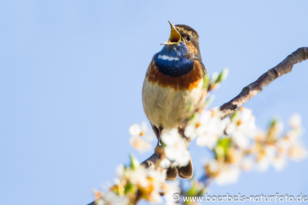 Singendes Blaukehlchen