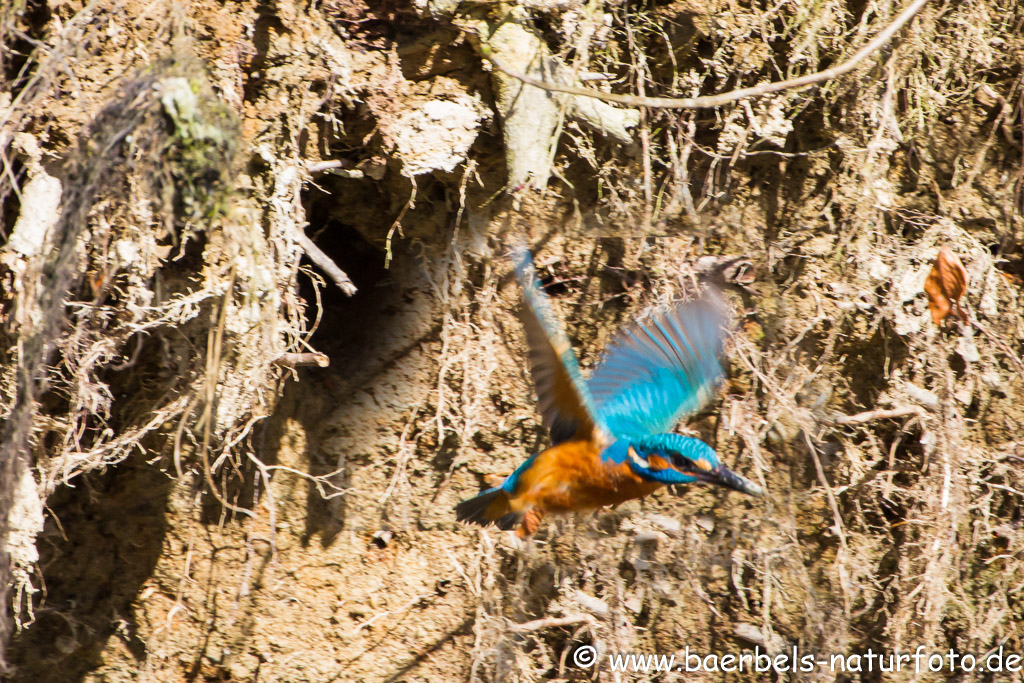 Eisvogel fliegt aus seiner Röhre