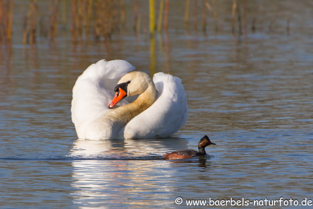 Größenvergleich zum Schwan wie klein der Schwarzhalstaucher ist