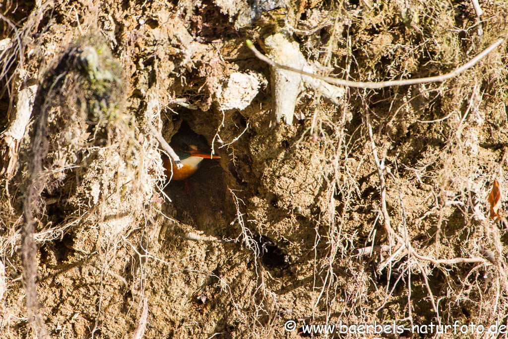 Eisvogel schaut aus sicherer Entfernung