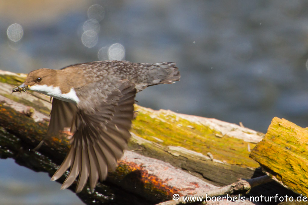 Wasseramsel füttert noch