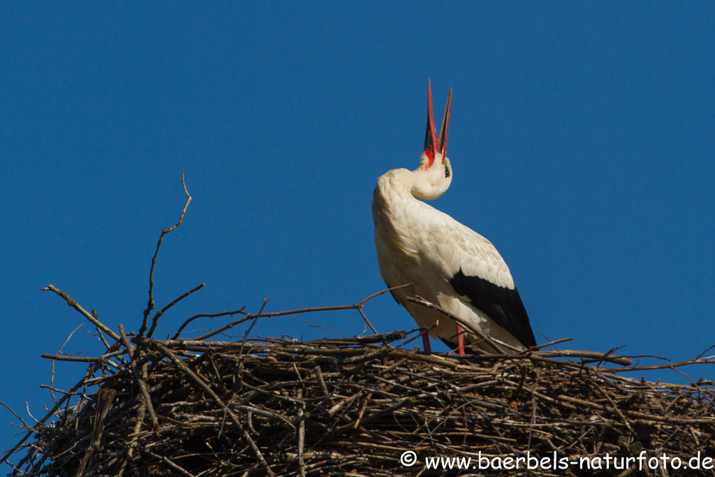 Der Storch wartet auf den Partner