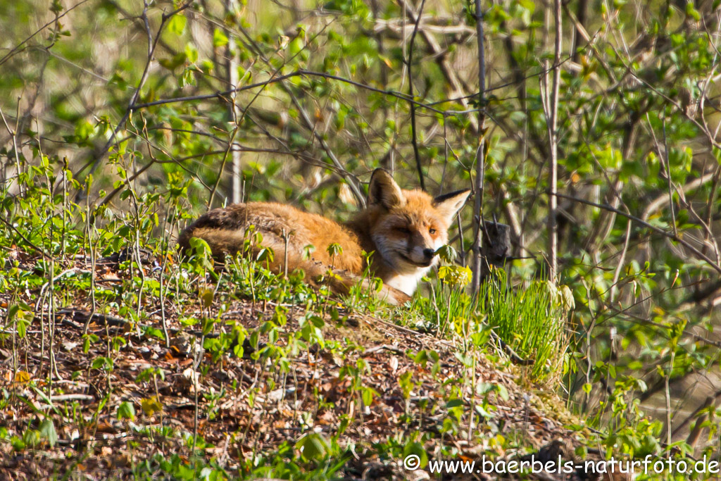 Fuchs beim Dösen