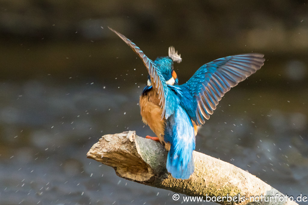 Eisvogel hat eine Feder und keinen Fisch