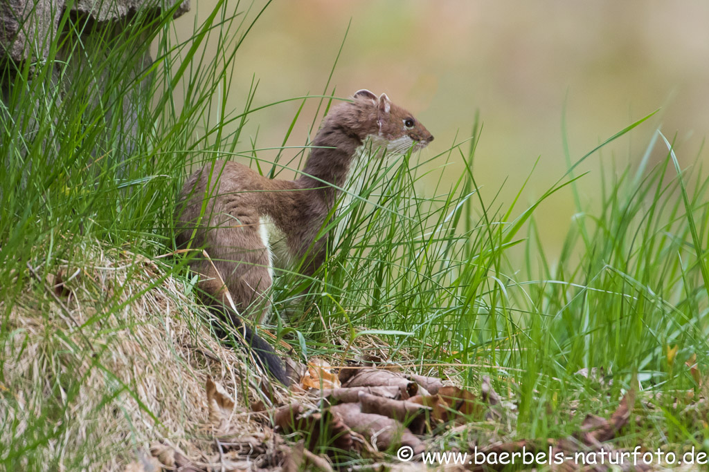 Ein Hermelin flitzt in unheimlicher Geschwindigkeit durch den Wald
