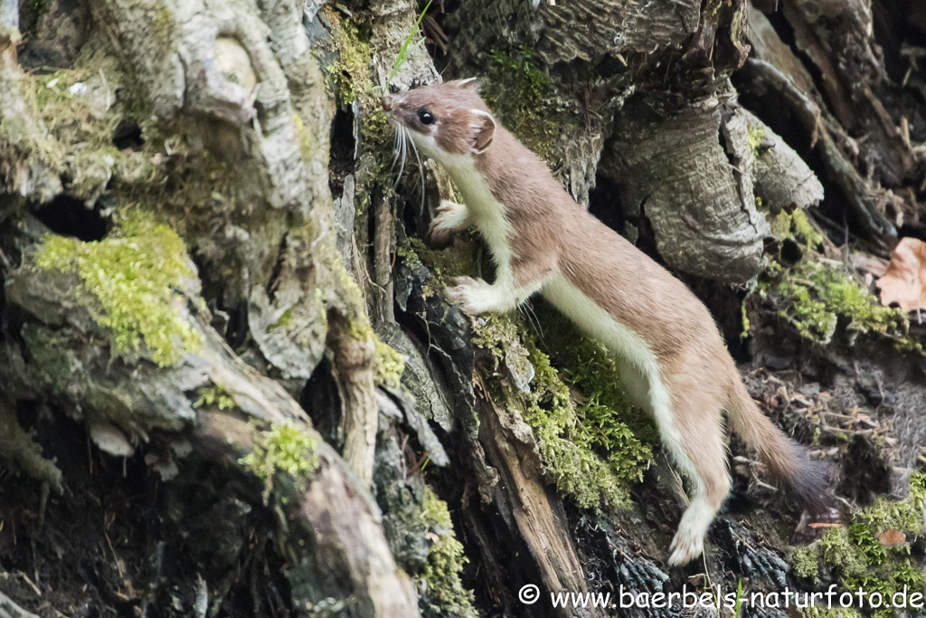 Hier klettert er behende an den Steinen hoch und verschwindet hungrig im Wald