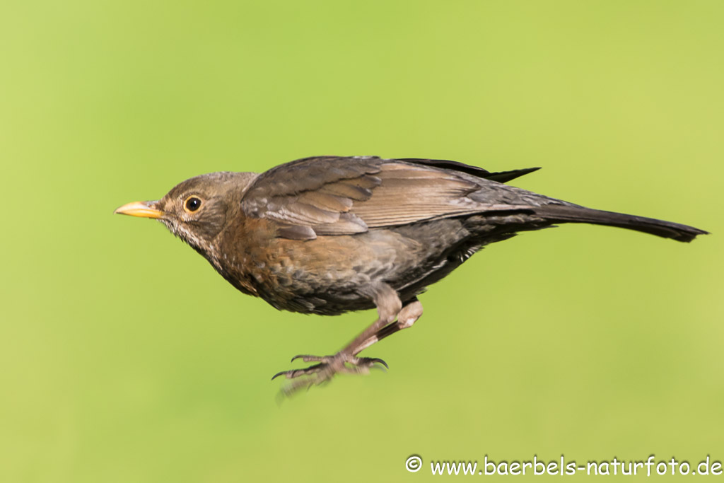 Weibl. Amsel ( Luftsprung )