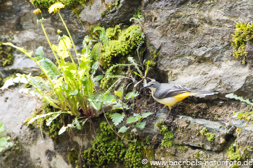 Gebirgsstelze an der Mauer