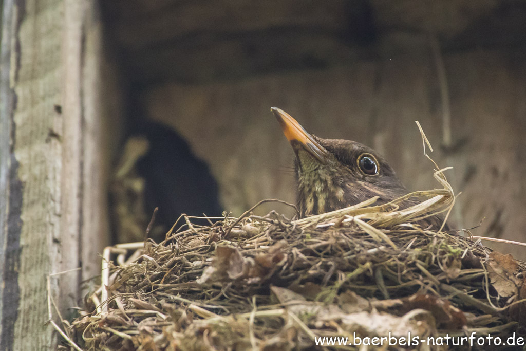 In einem kaputten Starenkasten brütet die Amsel