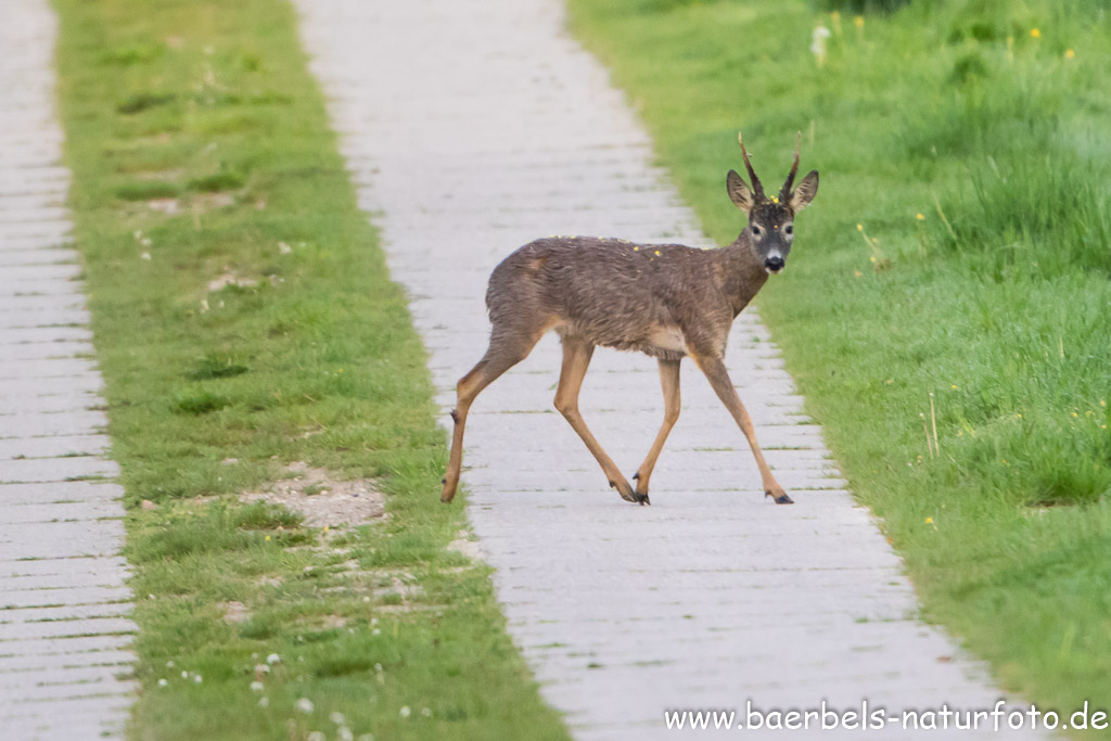 Rehbock im Morgengrauen