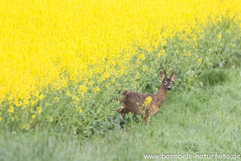 Rehbock im Rapsfeld