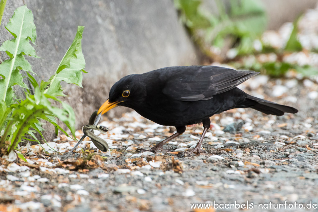 Fängt doch die Amsel eine Ringelnatter