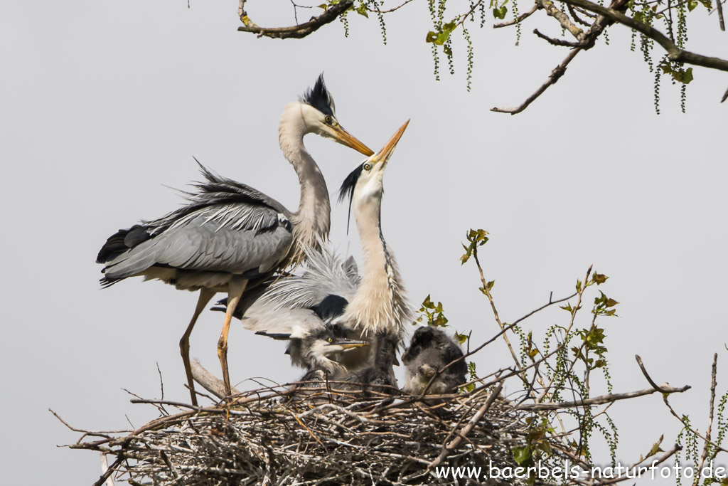 Wachablösung im Nest