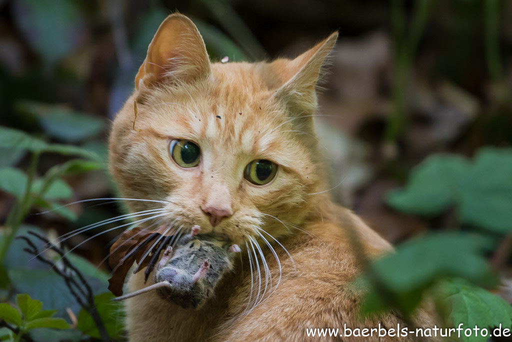 Eine Hauskatze treibt sich im Wald herum und hat sogar eine Maus erwischt