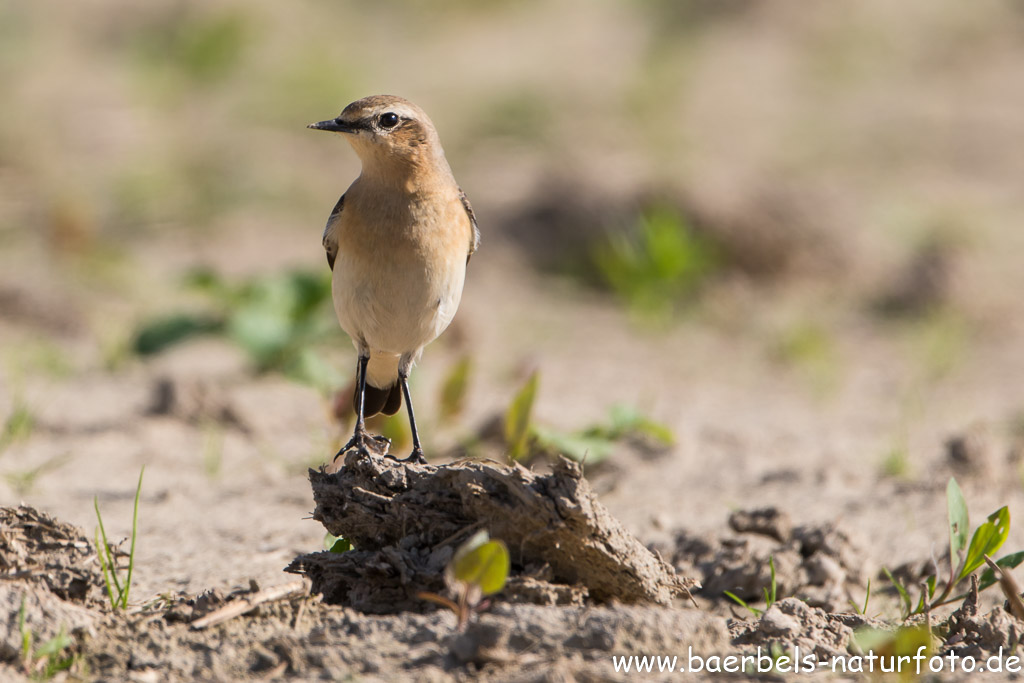 Wunderschöner Vogel der Steinschmätzer