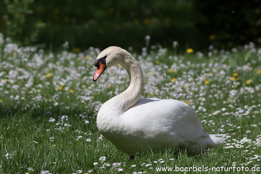 Der Schwanenvater genießt die Ruhe in der Blütenwiese nebenan