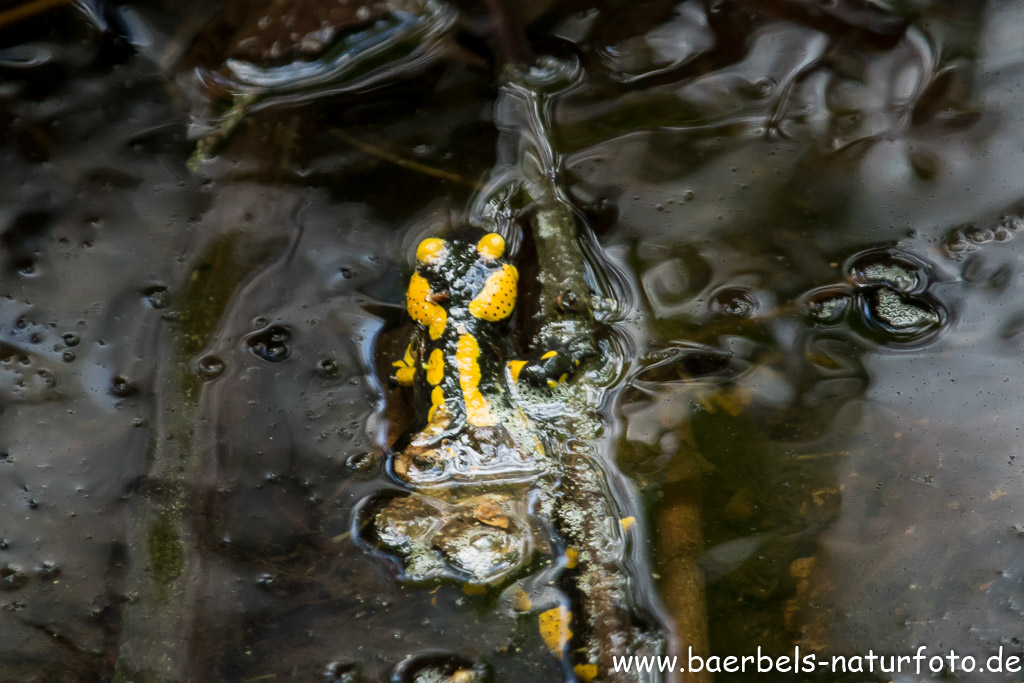 Im Wasser schwimmen sie auch