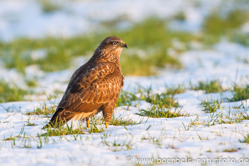 Mäusebussard Nahrung suchend im Schnee