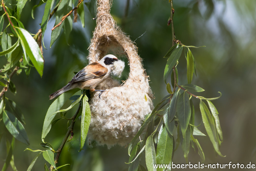 Beutelmeise baut ein Nest