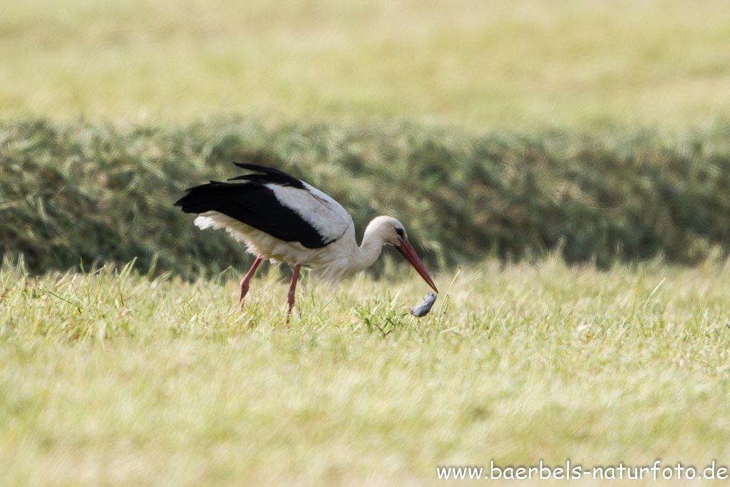 Storch findet eine Maus