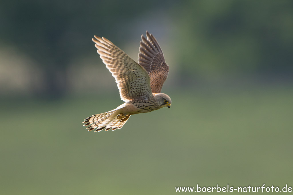 Turmfalke beim Rüttelflug