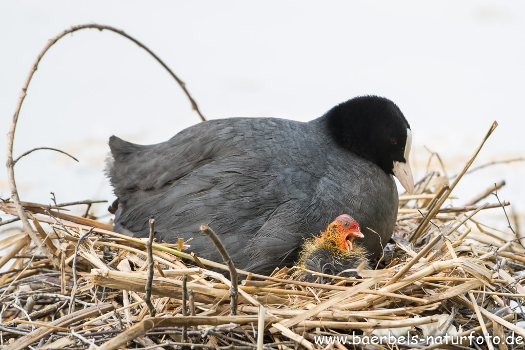 Bei den Blässhühnern hat sich auch Nachwuchs eingestellt