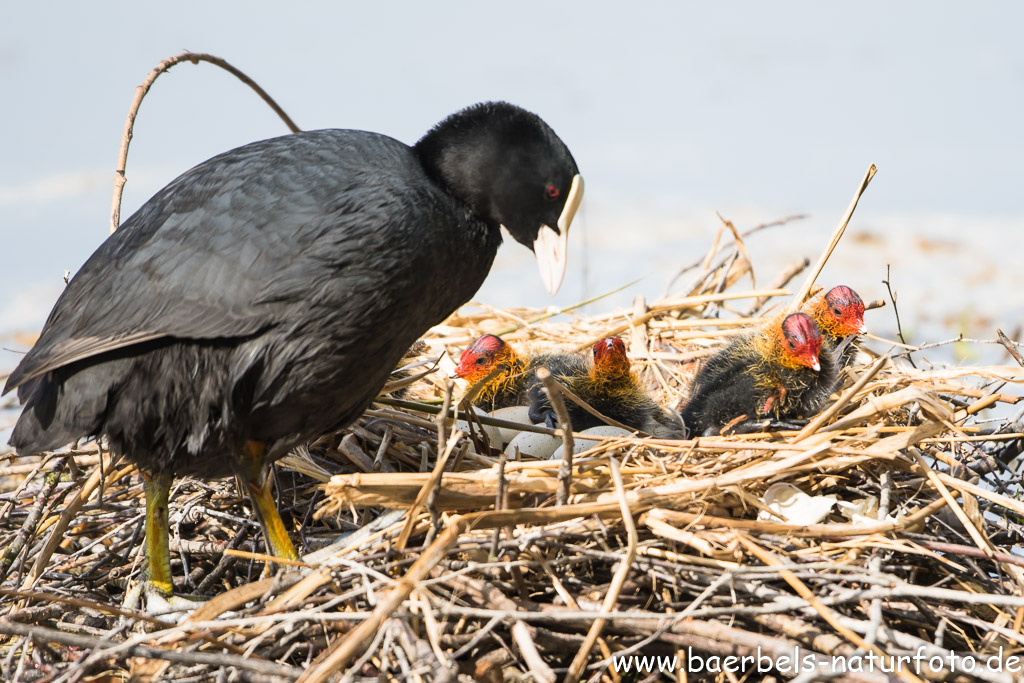 Im Nest liegen noch Eier