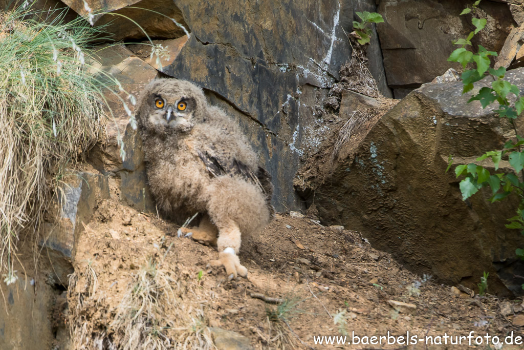 Heute wurde das Nest im alten Steinbruch verlassen