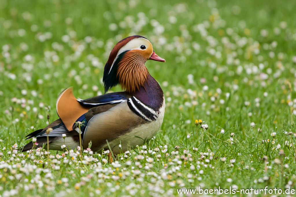 Mandarinente beim grasen