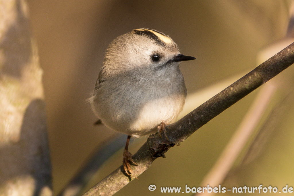 Wintergoldhähnchen